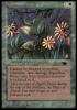 Argothian Pixies